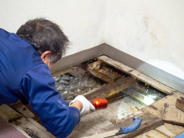 Professional Mold Removal in Bryant, WA