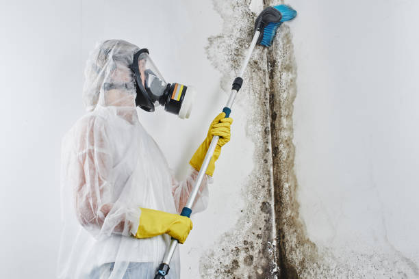 Best Local Mold Removal Service  in Bryant, WA