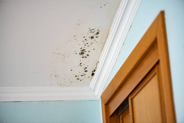 Best Attic Mold Removal  in Bryant, WA