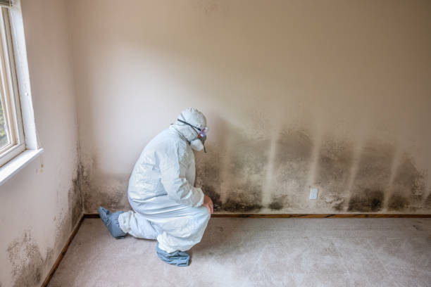Best Professional Mold Removal  in Bryant, WA