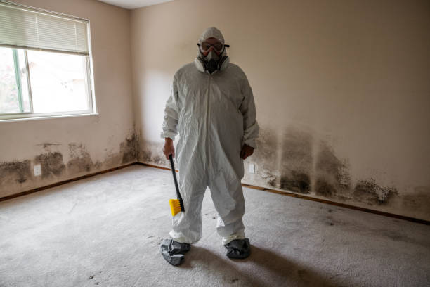 Attic Mold Removal in Bryant, WA