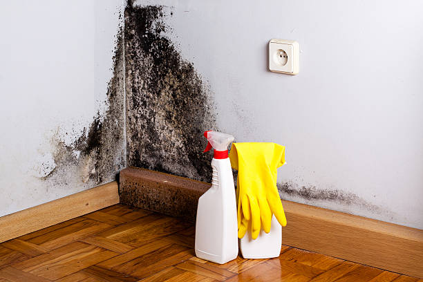 Best Same-Day Mold Removal  in Bryant, WA
