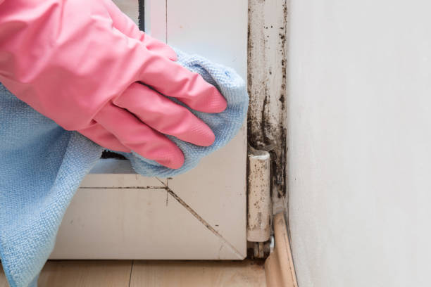 Best Mold Testing and Removal  in Bryant, WA