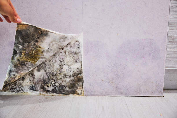 Best Home Mold Removal  in Bryant, WA